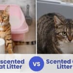 unscented vs scented cat litter