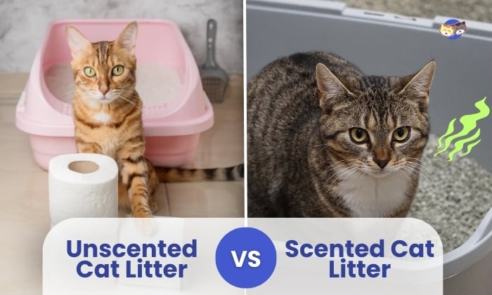 unscented vs scented cat litter