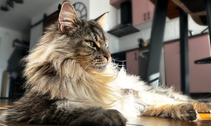 what-is-a-maine-coon-tabby-mix