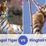 bengal tiger vs ringtail cat