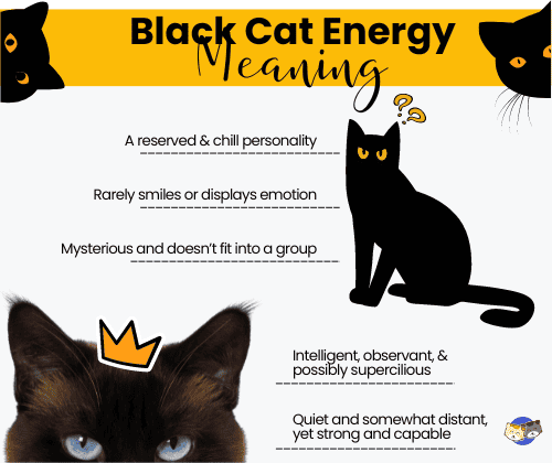 black-cat-energy-meaning