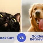 black cat vs golden retriever