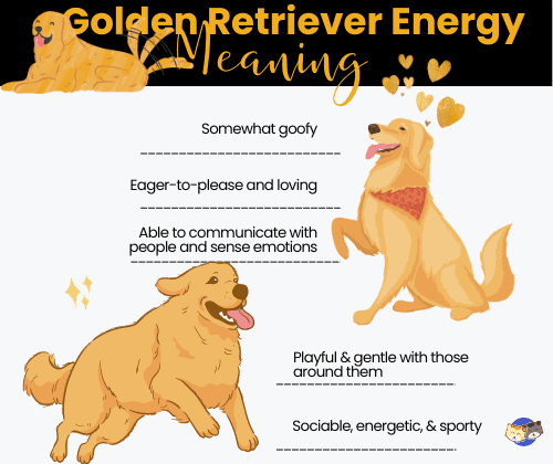 golden-retrievers-energy-meaning