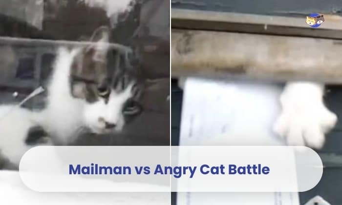 mailman vs angry cat