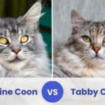 maine coon vs tabby cat
