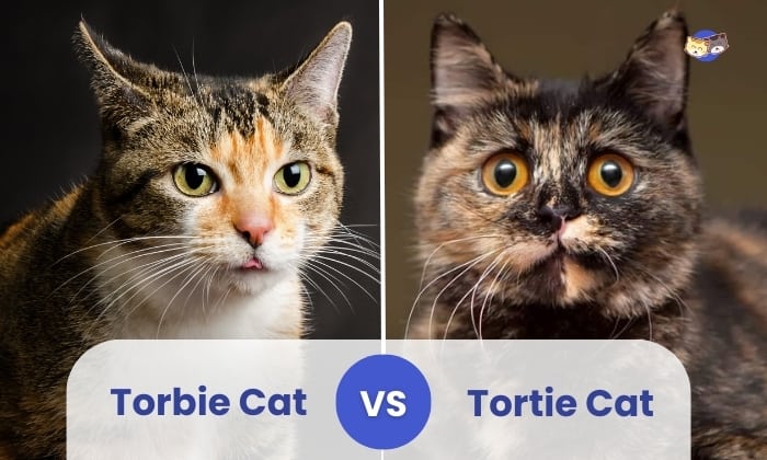 Torbie vs Tortie Cat