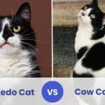 tuxedo cat vs cow cat
