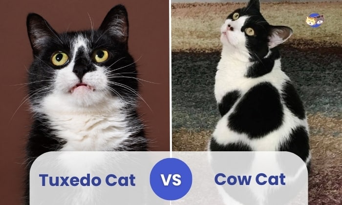 tuxedo cat vs cow cat