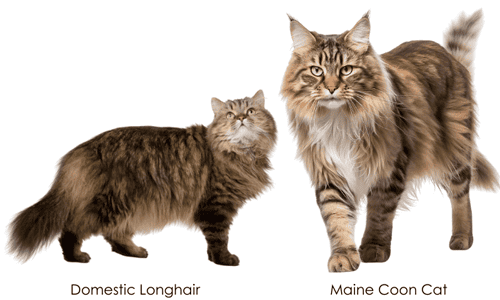 Cat-Size-&-Body-Shape