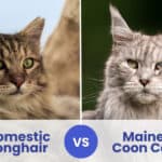 Domestic Longhair vs Maine Coon Cat