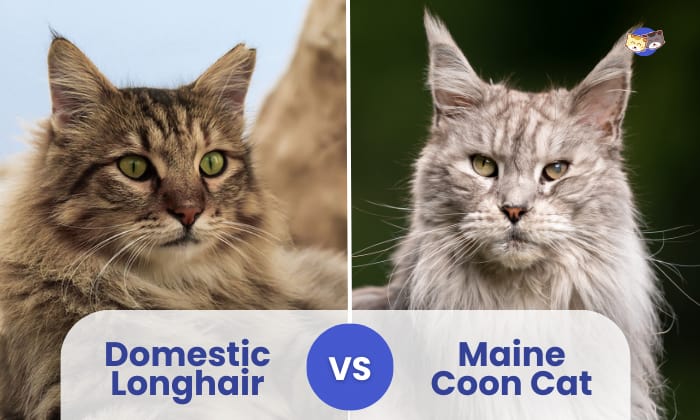 Domestic Longhair vs Maine Coon Cat