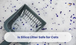 Is Silica Litter Safe for Cats