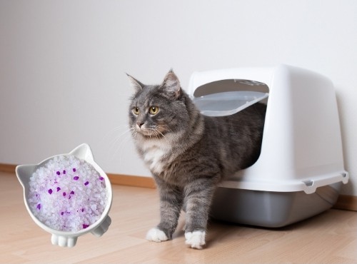 using-silica-litter-for-your-cats